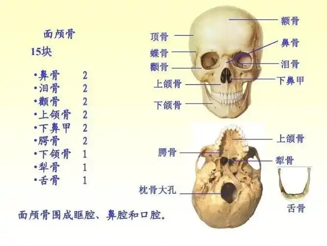 你的脸属于抗老脸吗?