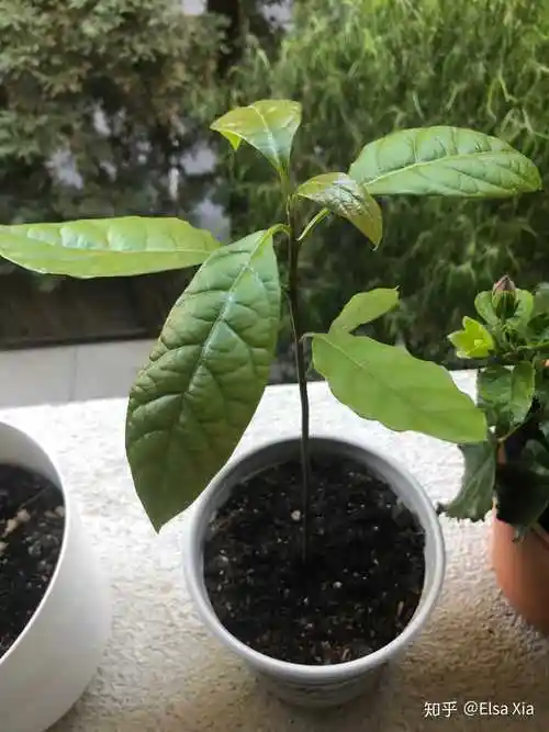 牛油果树苗长大了