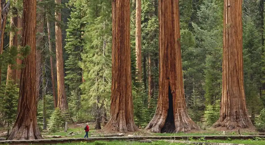 位于加利福尼亚州的美国红杉树国家公园(sequoia national park)早