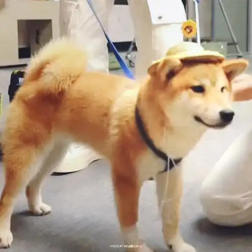 张真源 顶级浓颜ace