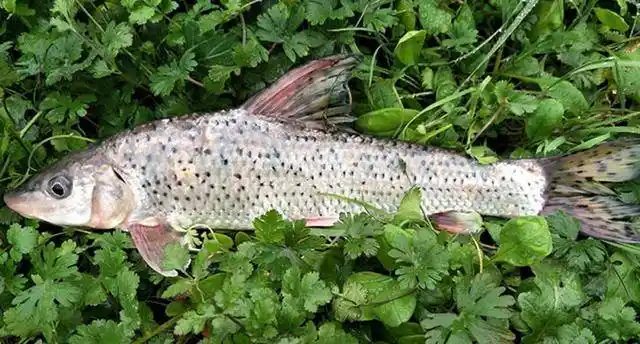 花骨鱼很多人并不熟悉,它俗称"吉花鱼,鸡虾鱼"或"麻花鱼",是长江中下