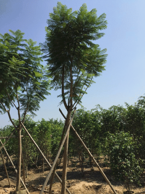 【福建蓝花楹价格,蓝花楹批发,福建蓝花楹价格】米径10cm 价格130.