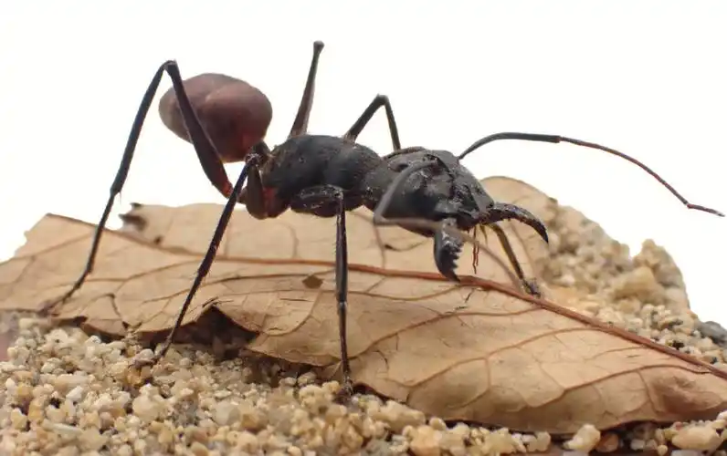 巨人恐蚁(dinomyrmex gigas)世界上体型最大的蚂蚁之一,它的体型巨大