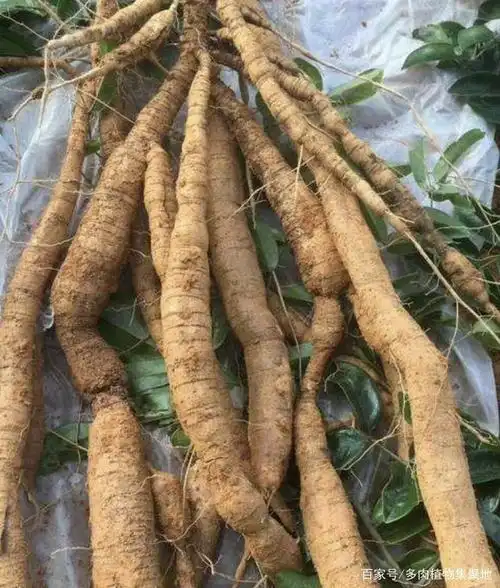 在深山,有1种"牛大力",根茎有40厘米长,值钱又珍贵,请爱惜