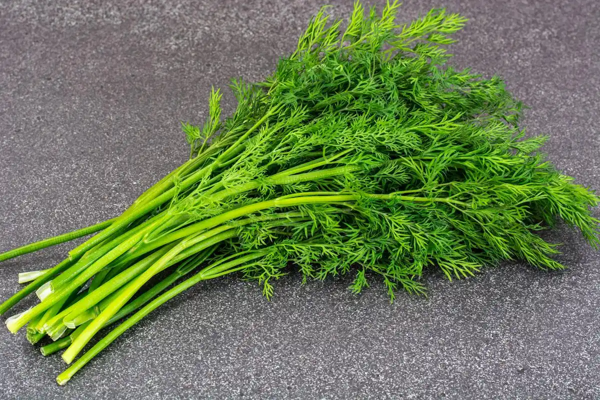 冷知识#香料# 茴香是一种非常古老的食材,在古埃及还有这样一句俗语