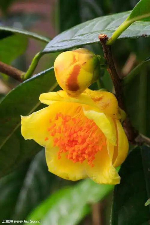 欣赏茶族皇后一一金花茶