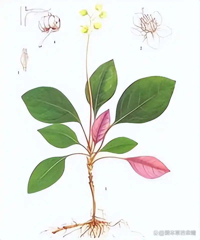 鹿衔草:本草植物,含有多种有效成分,如糖类,氨基酸,维生素等