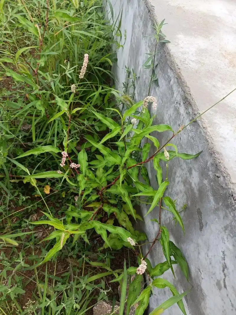 每天认识一种植物.『辣蓼』 【别名】水蓼,辣草,辣柳菜,水辣 - 抖音