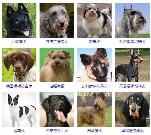 十大忠诚的狗排名-最忠诚的狗狗品种大全