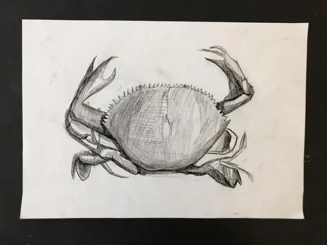 2019暑期素描班第七课(螃蟹写生)