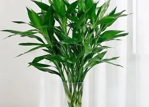 家养水竹摆放