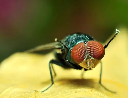 蝇---红头蝇
