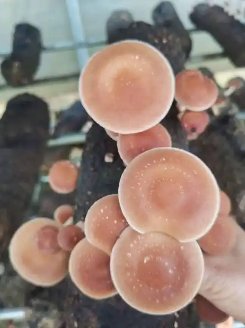 椴木菇 云南香菇/香蕈已上线,大量现货,一手货源,有需要的老板请联系