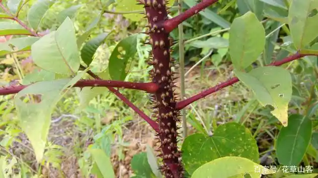 这种浑身长刺的植物叫木满天星,是散瘀消肿的好药