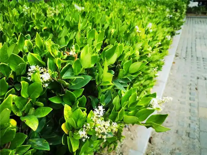 金森女贞属于是常绿小乔木,生长的时候叶片为革质,开花的时间是在每年