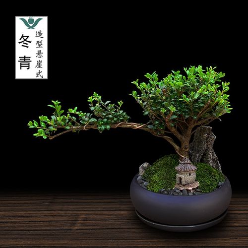 冬青造型斜飘小叶老桩米叶悬崖盆景室内茶桌开花结果盆栽绿植四季