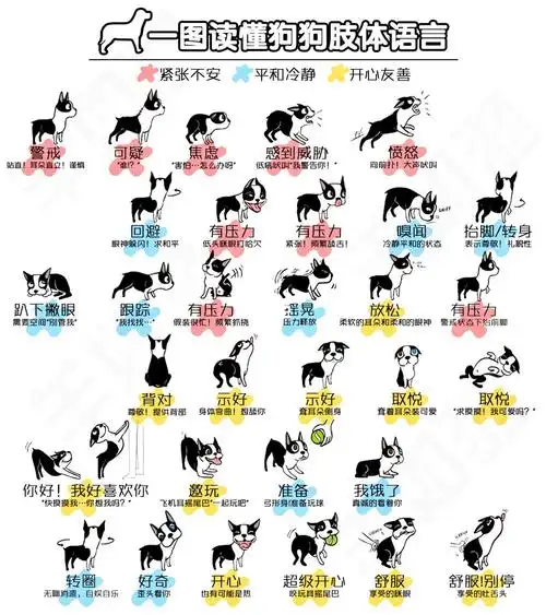 狗狗心理学95一图读懂狗狗的肢体语言