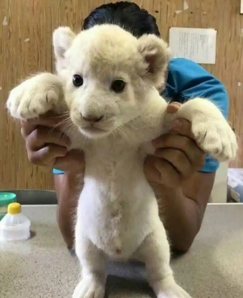 可爱又可爱的小狮子,粉色大肉垫[得意]