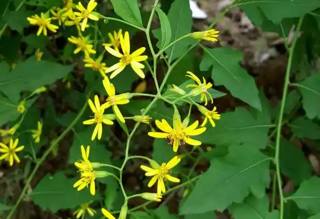 千里光,又叫九里明,有3大作用,价值极高,农民朋友要了解!