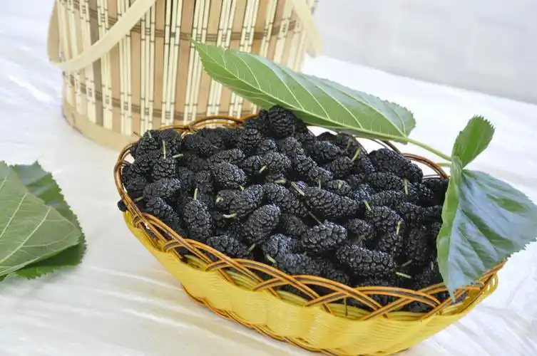 黑金椹留给我们的记忆是甜美的_桑葚