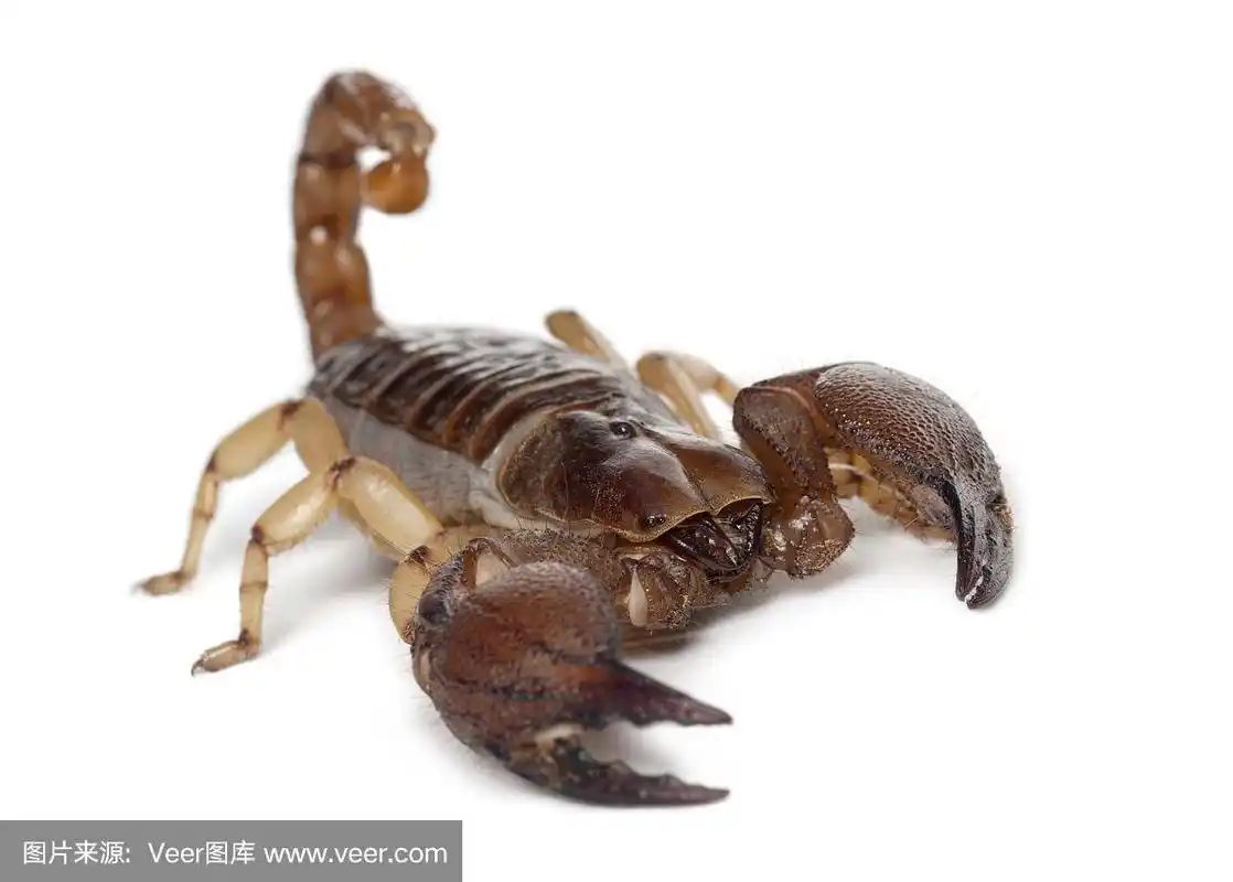 闪亮钻穴蝎子,光眼眼