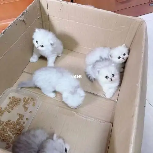 金吉拉幼猫寻找新家