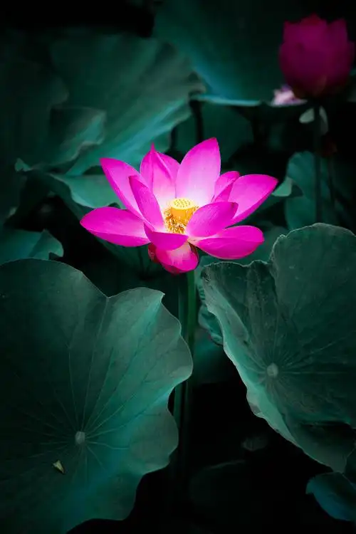 2020/六月的荷花