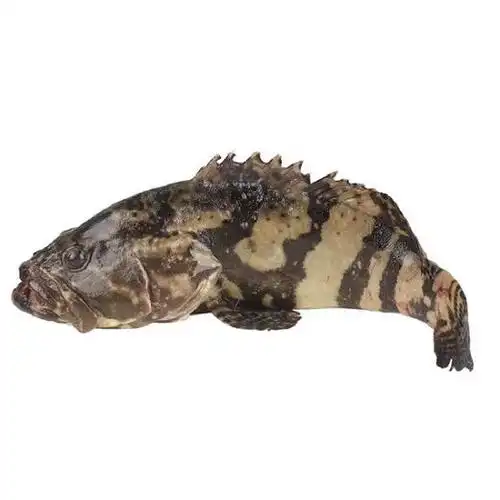 【海南基地直供】海南野生龙胆石斑鱼去腮去肚子 多种规格可选择