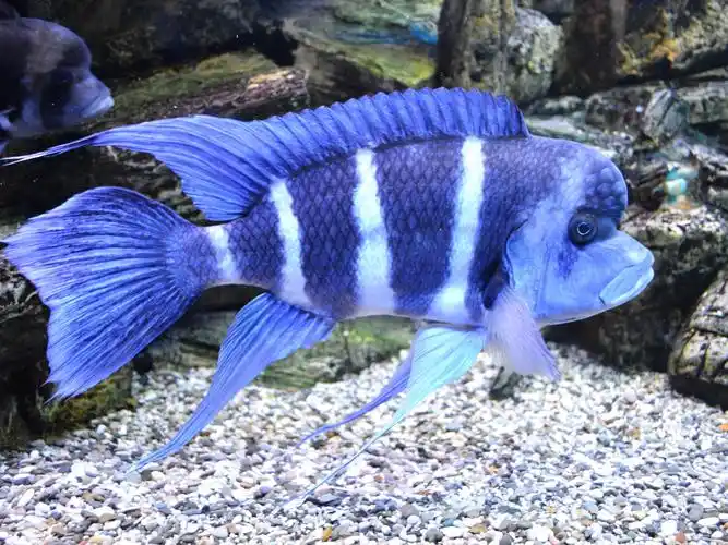 蓝色条纹的鱼 1242x2688 iphone 11 pro/xs max 壁纸,图片,背景,照片