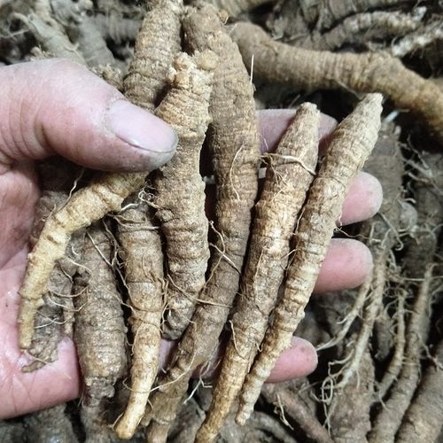 新鲜野生北沙克山地瓜山胡萝卜轮叶党参南韩韩国北沙参