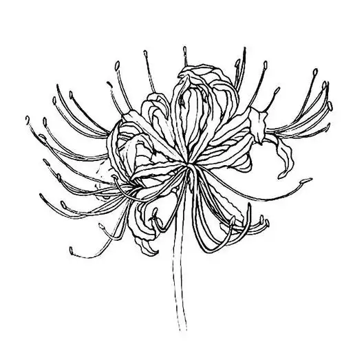彼岸花植物花简笔画步骤图片大全