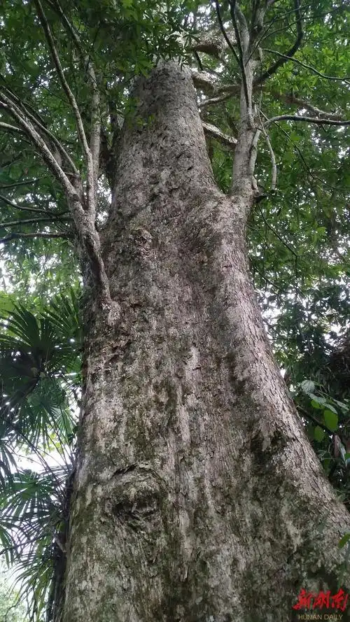 3米野生"皇帝木"