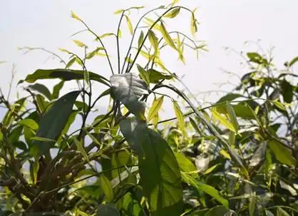 长蕊甜菜种植基地展示一_首页-种植长蕊甜菜-交流长蕊甜菜种植技术-长