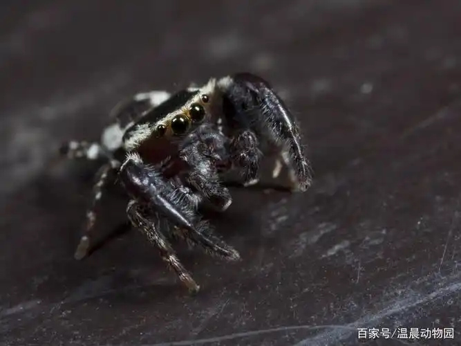作为蜘蛛中著名的大眼萌,跳蛛不光外表可爱,智力水平也相当高