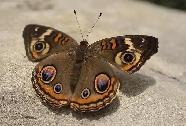 美丽又有毒恐怖的蝴蝶,你见过吗?