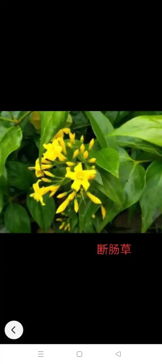 无聊分享几个有毒花草给大家 - 抖音