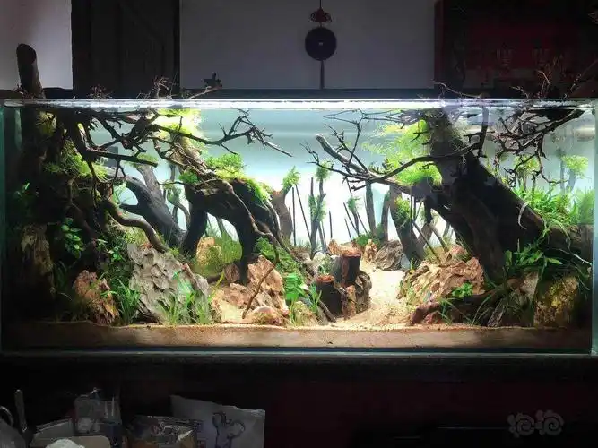 【交流】1米5的鱼缸做哪个景比较合适麻烦大家给点建议