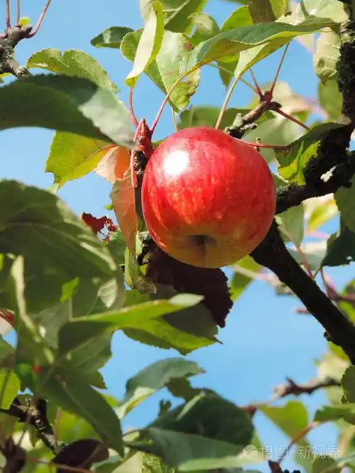 与成熟的红色的苹果的苹果树