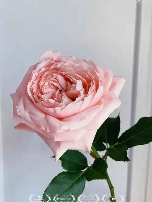 单头玫瑰朱丽叶塔