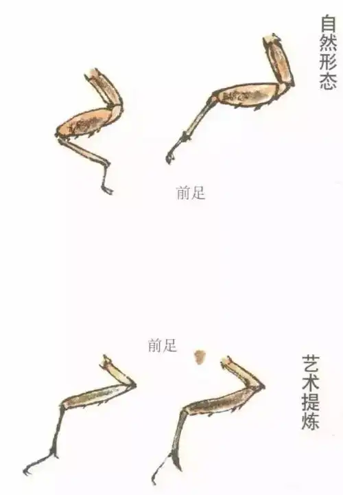 书画联盟丨工笔【蝉】的绘画方法和技巧解析