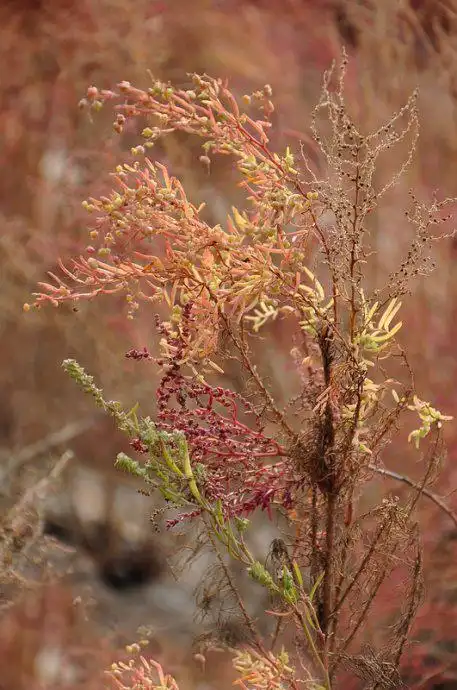 盐地碱蓬图片盐地碱蓬草本野菜植物图片