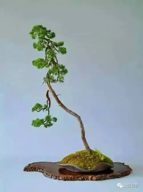 大师级文人树盆景艺术欣赏