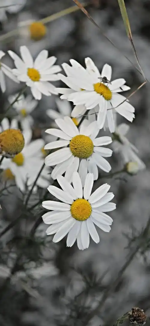 小雏菊壁纸第三弹喜欢点赞收藏哦我的… - 堆糖,美图壁纸兴趣社区