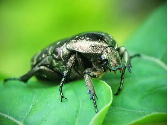 p>大黑鳃金龟 i>holotrichia oblita /i> faldermann,为 a href="#"