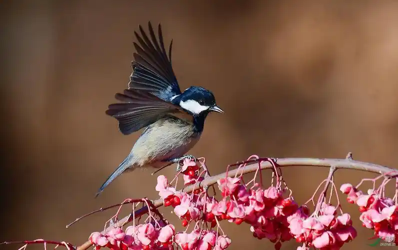 又到拍花鸟图的季节