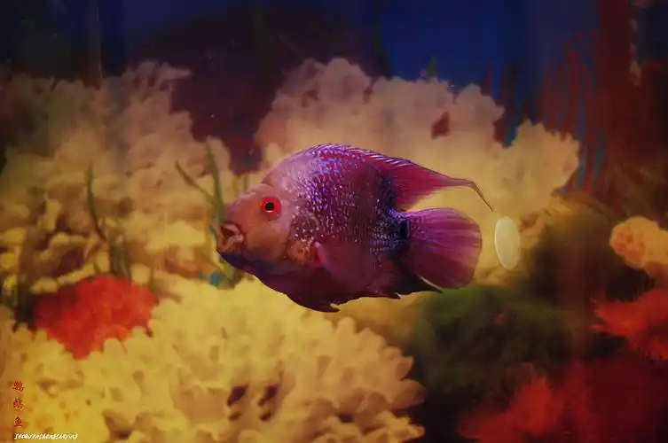 麒麟鹦鹉鱼(二)