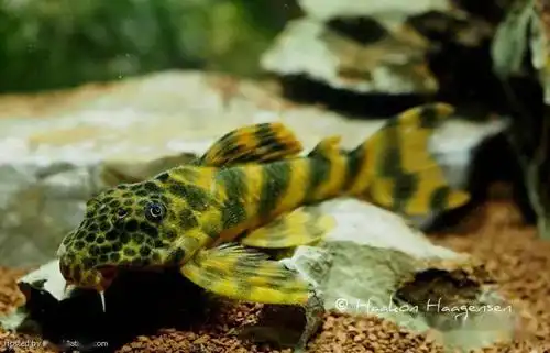 每天认识一种南美鱼101蛇纹美洲豹