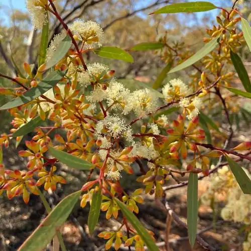 eucalyptus dumosa a.cunn. ex oxley