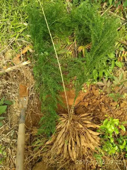 merr),别名:三百棒,武竹,丝冬,老虎尾巴根,天冬草,明天冬.