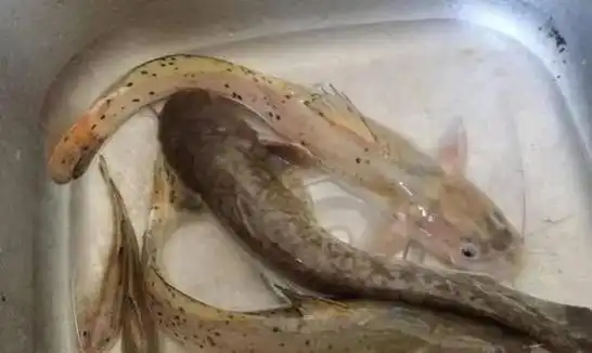 有毒的"淡水鱼王":曾被卖到8000元一条,如今却吓退无数钓鱼佬